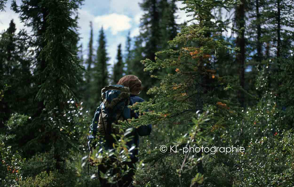 denali national park