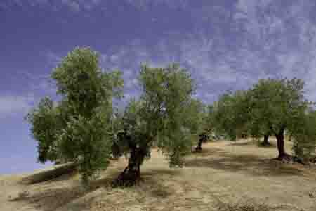 olivenhain bei cortijo de la sierrezuela, cordoba