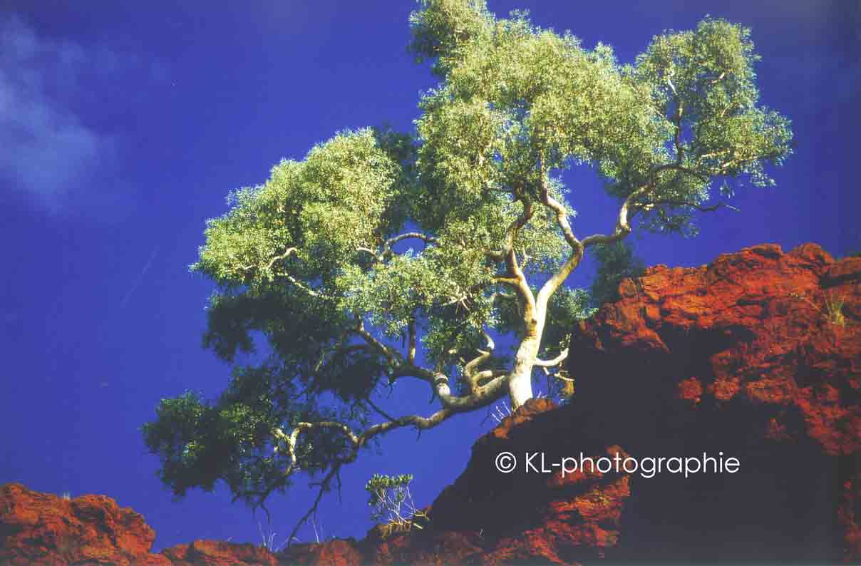 hamersley range
