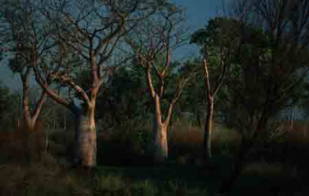baobab