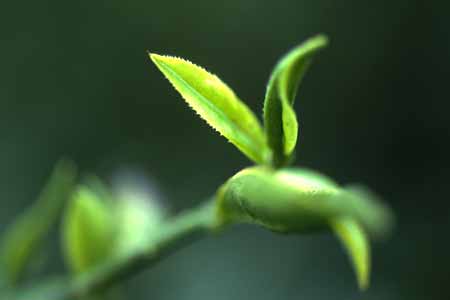 teepflanze darjeeling