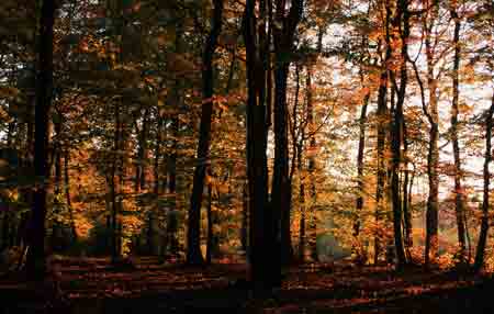 wald bei langenhain