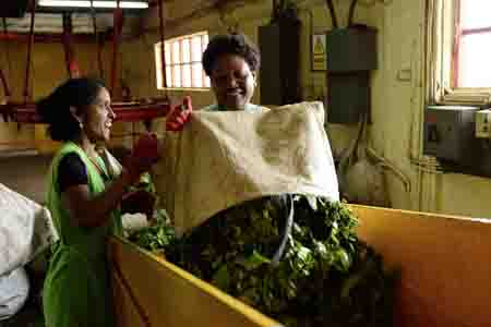 teeplantage bois cherie, mauritius