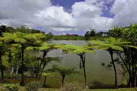 teeplantage bois cherie, mauritius