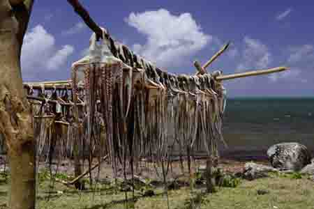 tintenfisch, anse baleine, rodrigues