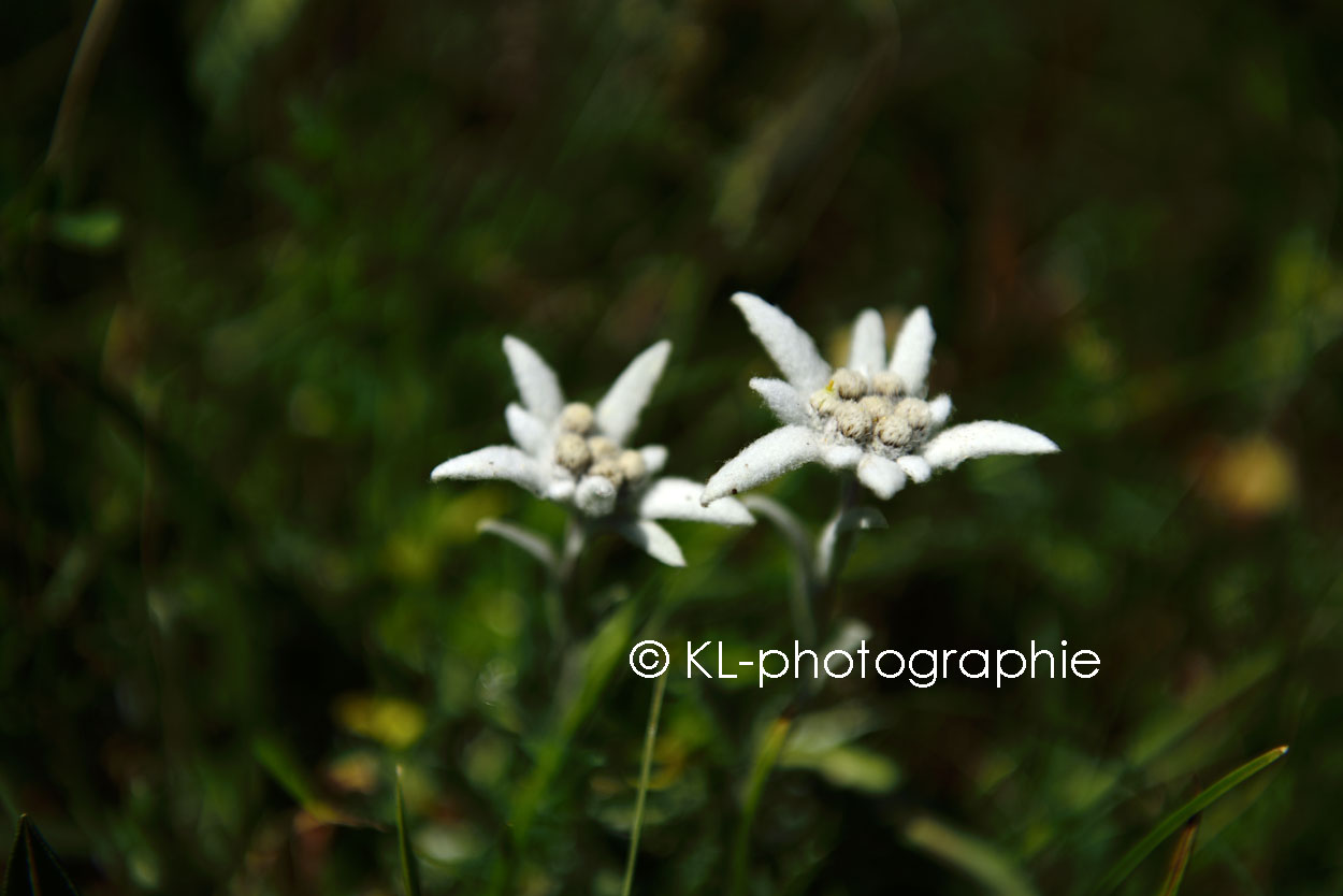 edelweiss