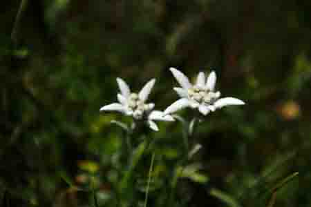 edelweiss