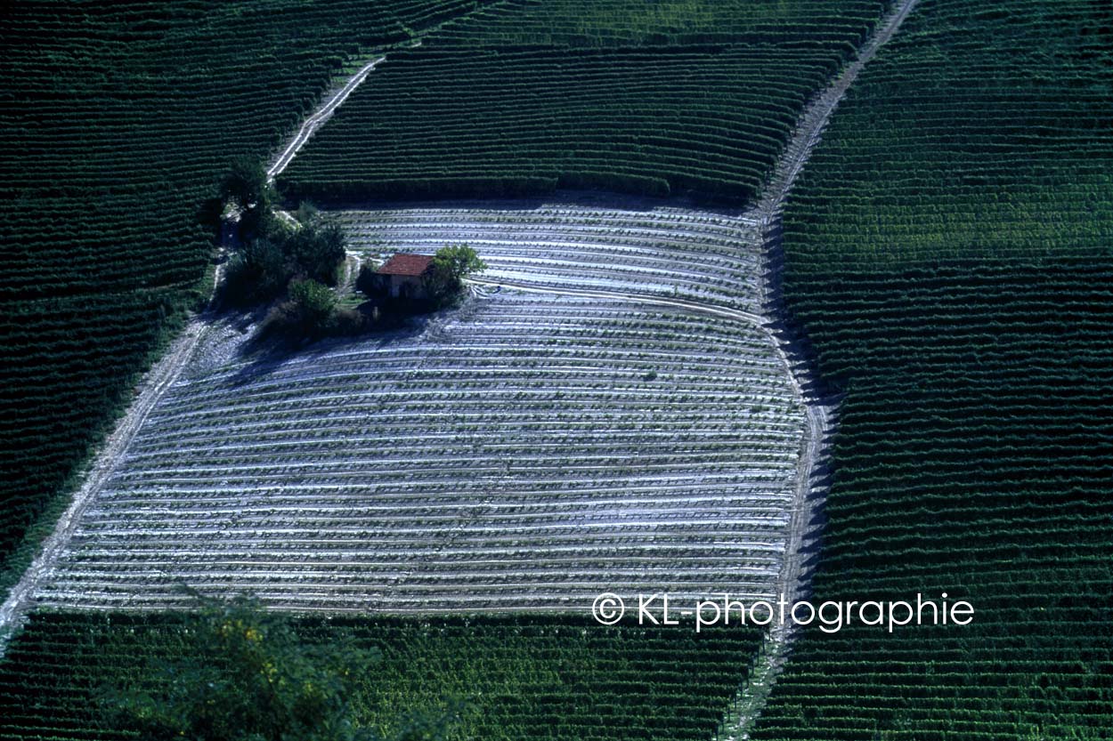 weinberge bei barolo