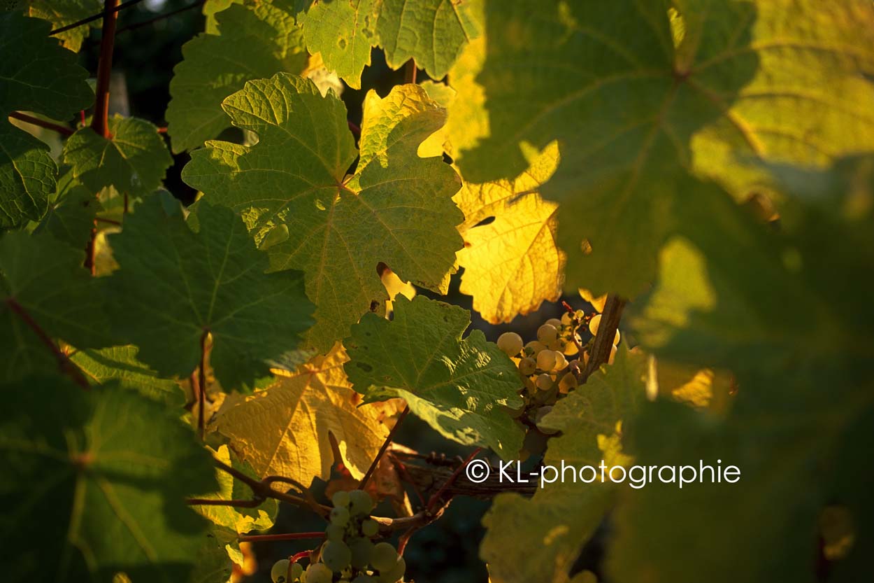 weinrebe, bei eltville