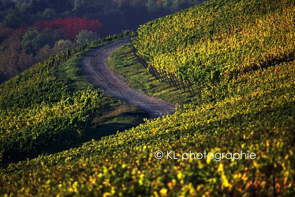 weinberge an der burg scharfenstein, kiedrich