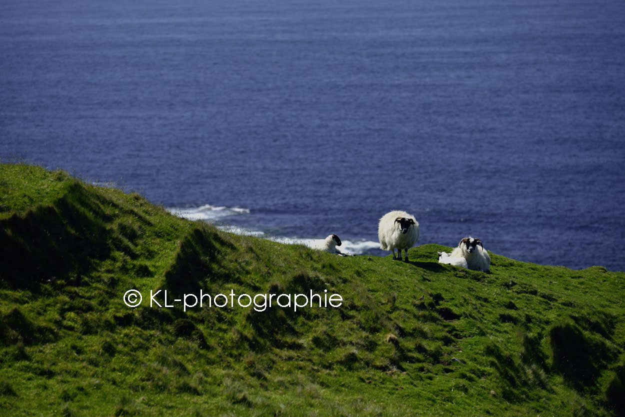 schafe, islay