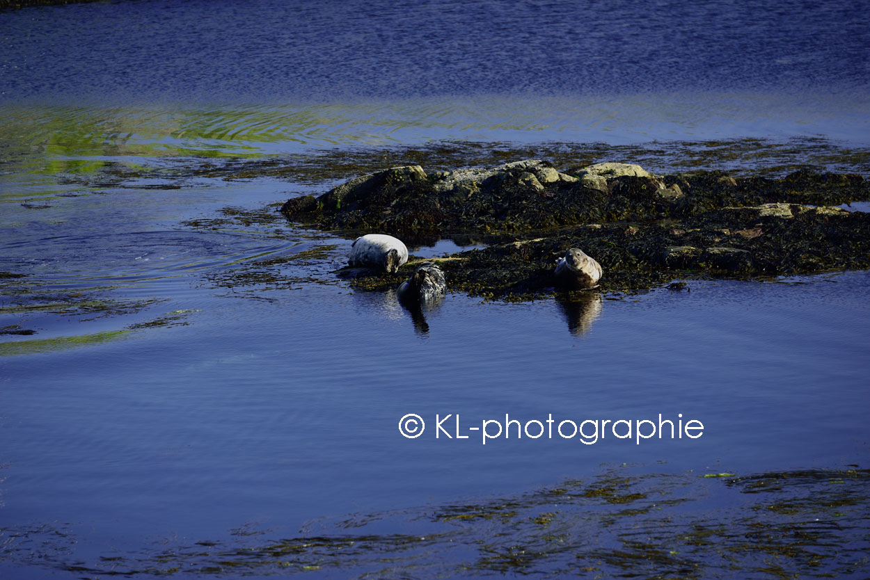 seehunde, portnahaven, islay