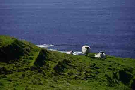 schafe, islay