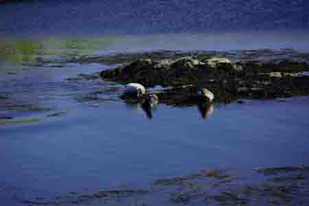 seehunde, portnahaven, islay